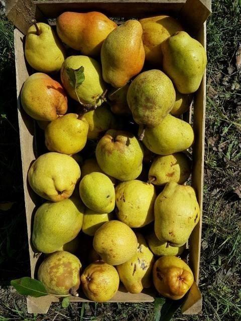 Kruške-