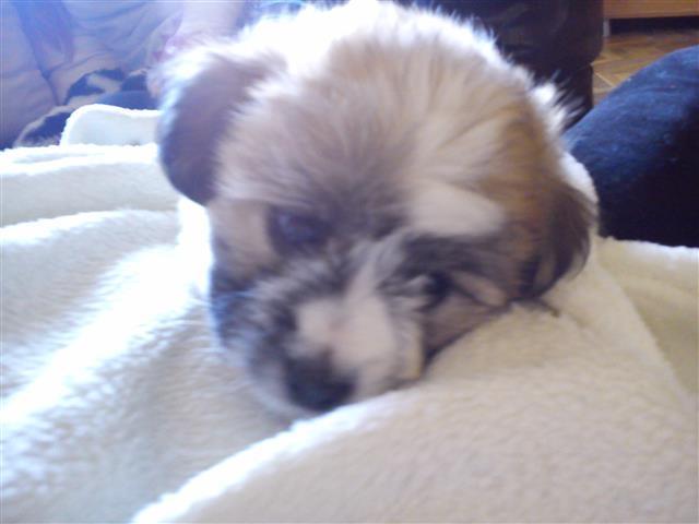 Coton de Tulear