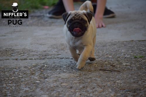 Mops-štenci