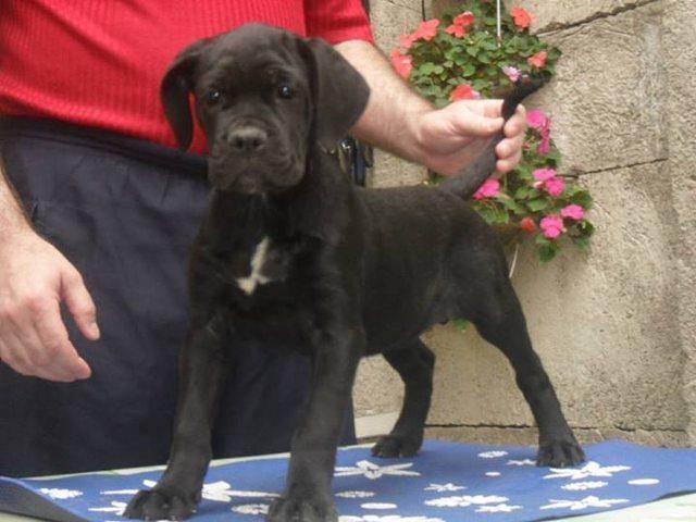 Cane-Corso---prvobirani-stenci