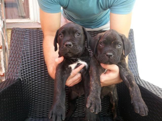 Cane-corso-stenci