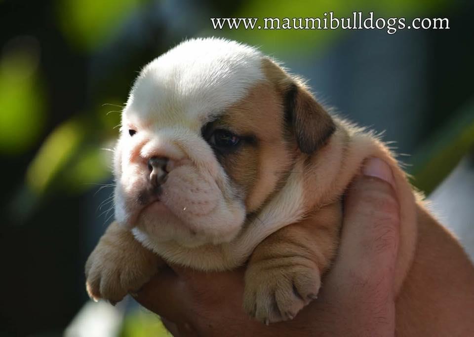 Engleski-Buldog