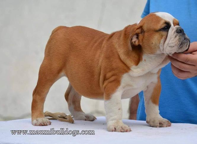 Engleski Buldog