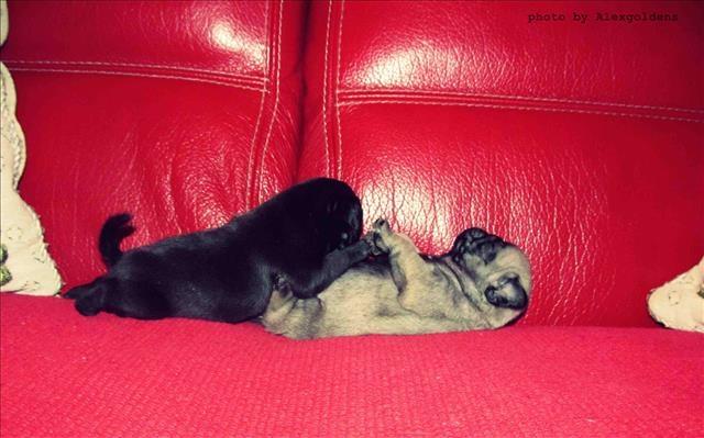 Mops kvalitetna crna stenad