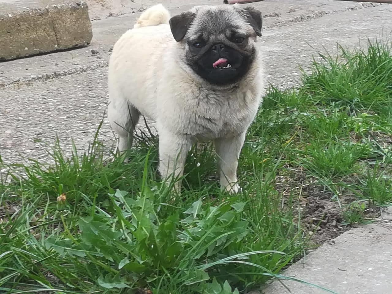 Mops-žensko-štene