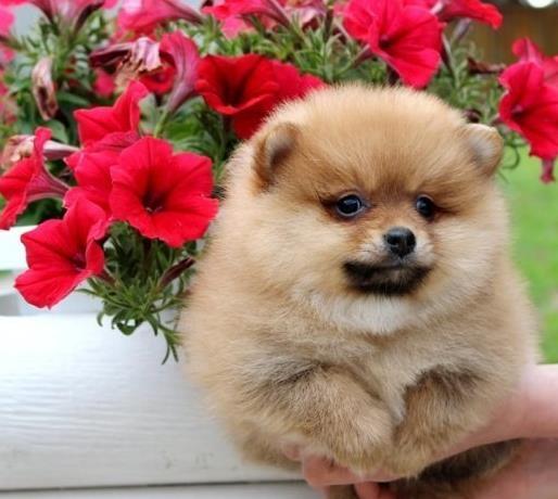 Pomeranski spic Boo stenad