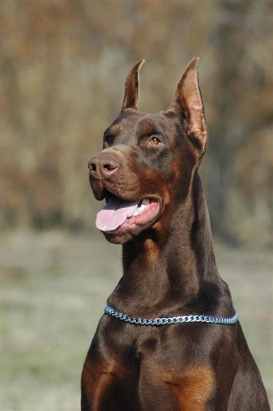 Doberman-