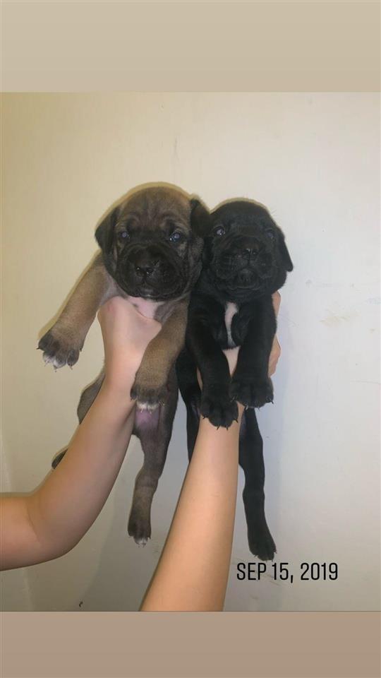 Cane-Corso-štenci