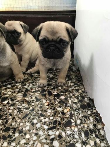 Mops stenci na prodaju