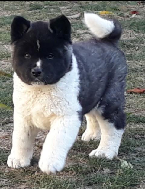 Američka-Akita--kvalitetni-štenci