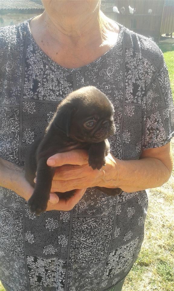 mops