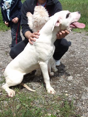 Dogo Argentino