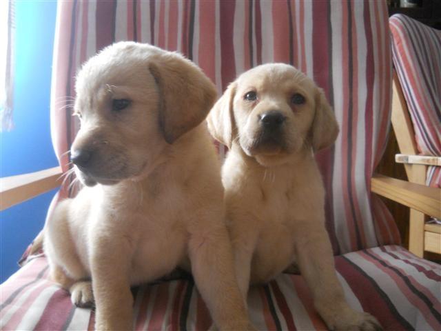 Labrador-retriver