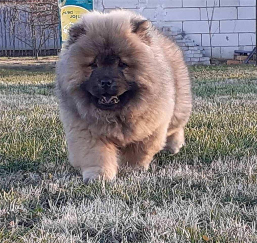 Chow-Chow-cau-cau-stenci