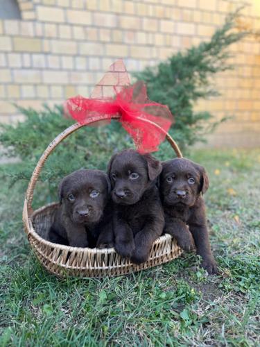 Labrador retriver štenci