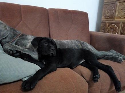 Cane-corso-štenci
