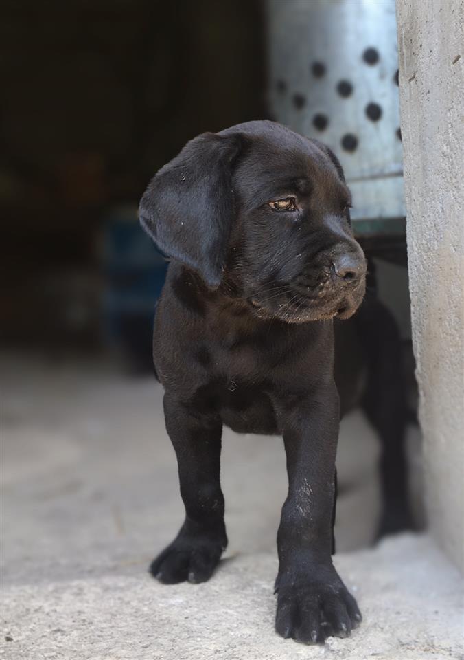Cane-Corso-
