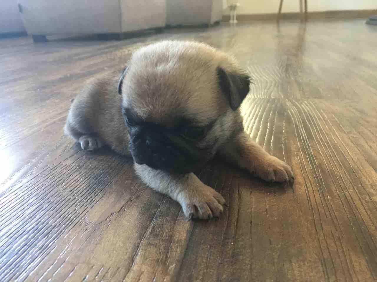 Mops-muško-štene