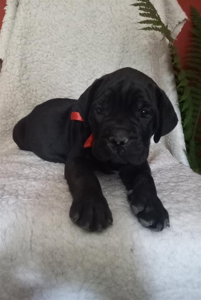 Cane-Corso