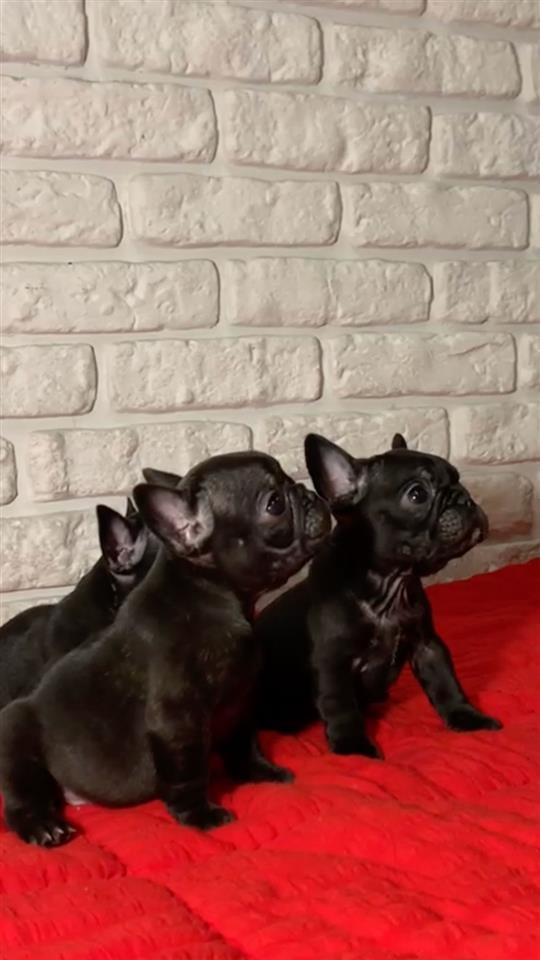 Francuski-Buldog-Štenci