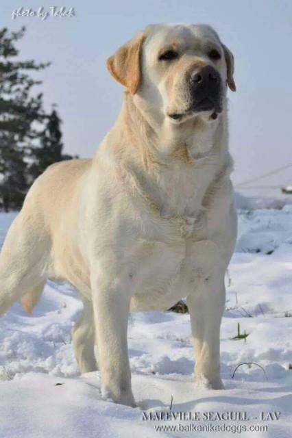 Labrador-stenci