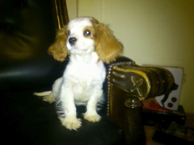 Cavalier-King-Charles-Spaniel-musko-stene
