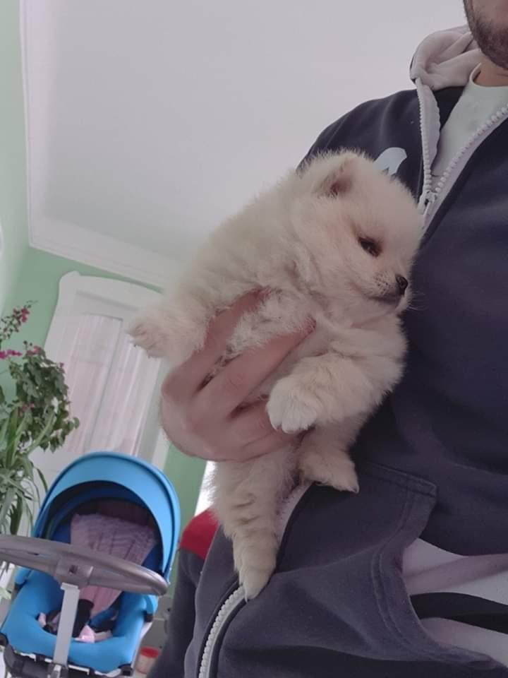 Pomeranski-špic-