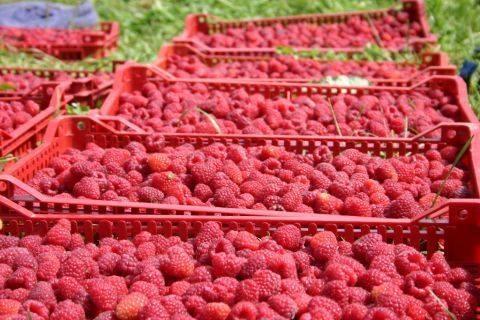 Sadnice maline VILAMET I MIKEL
