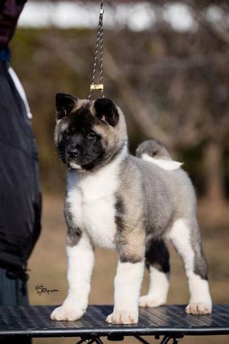 Americka akita 