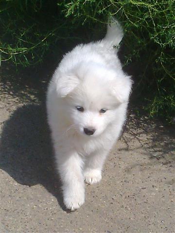 Samojed