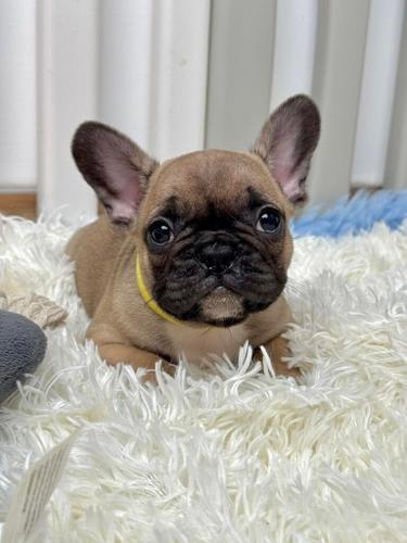 Francuski Buldog PRELEPI štenci