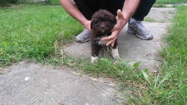 Lagotto Romagnolo