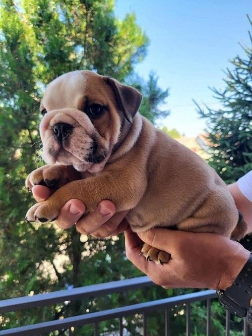 Engleski-buldog