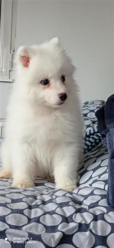 Samojed 