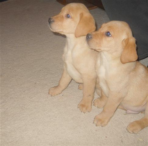 Labrador-retriver