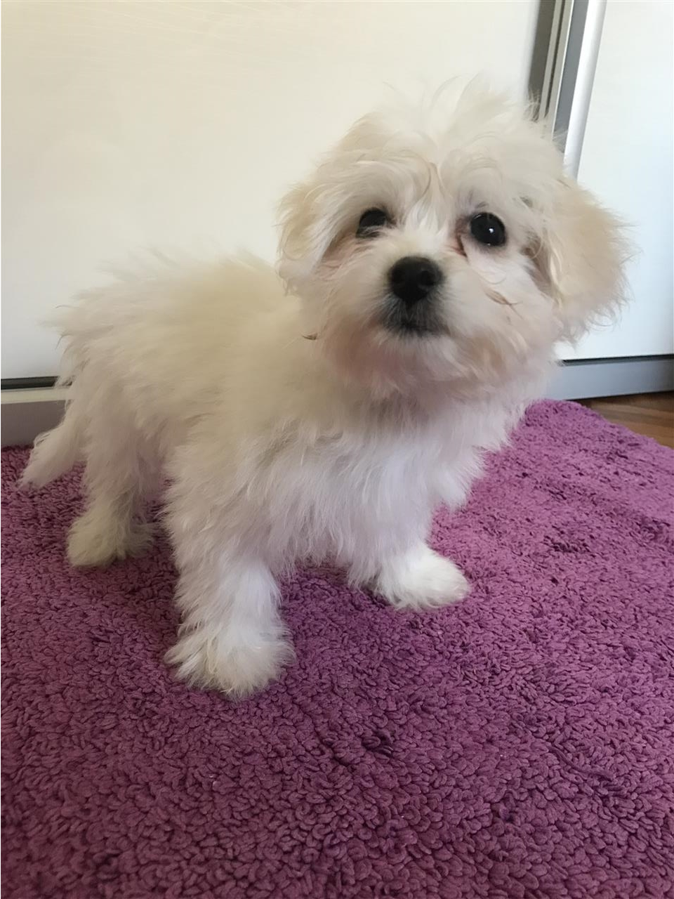 Maltezeri