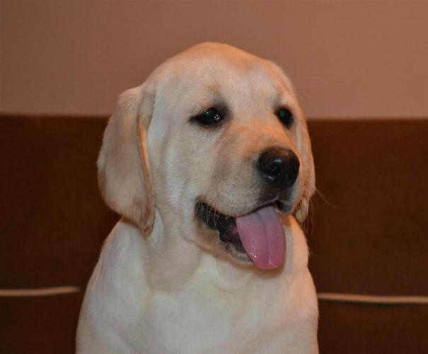 labrador retriver