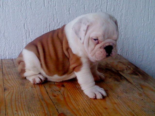 Engleski-Buldog