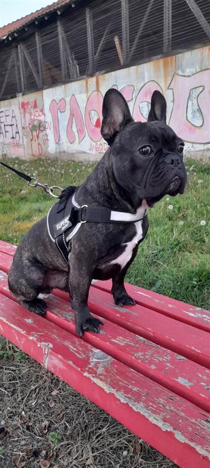 Francuski-buldog-za-parenje