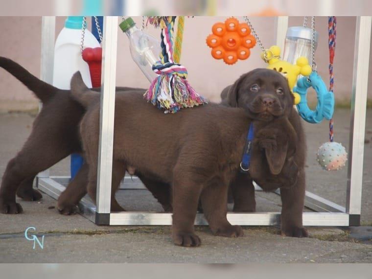 LABRADOR-RETRIVER
