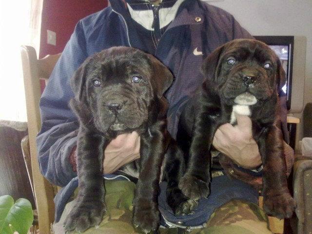 Cane-corso-stenci