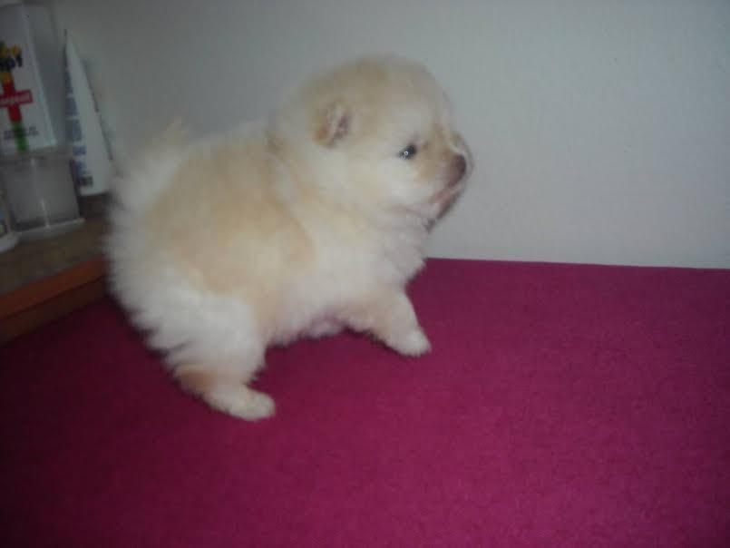 Pomeranski-spic-BOO-