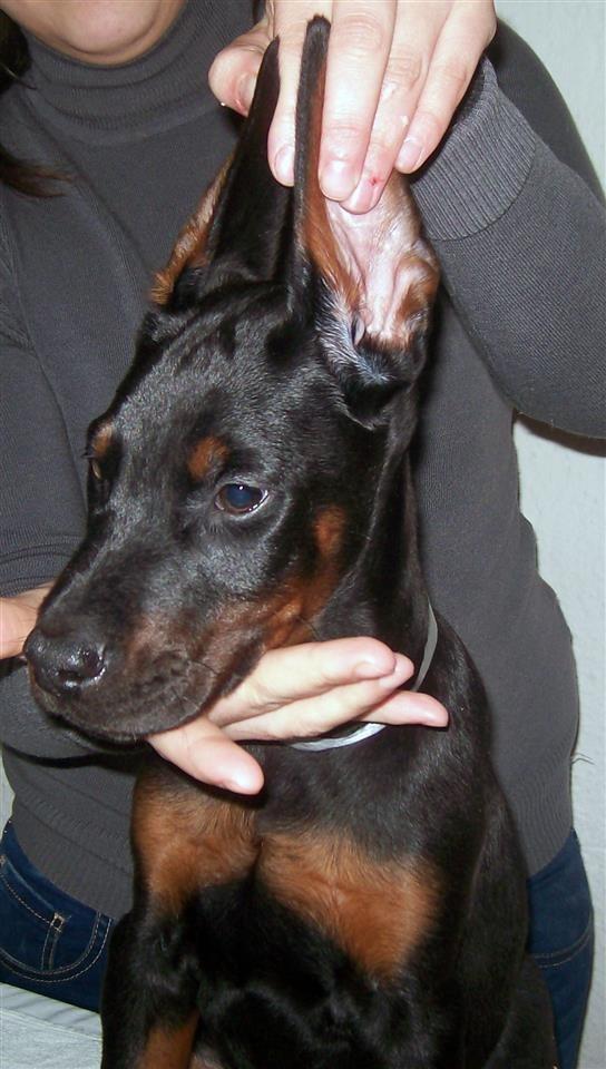 Doberman-