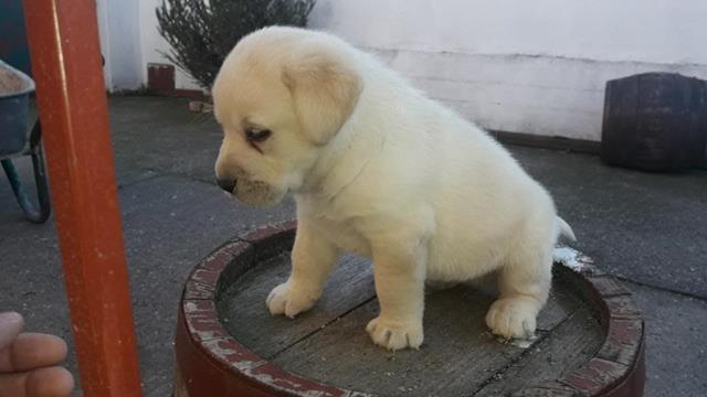 Stenad-LABRADOR-retrivera---