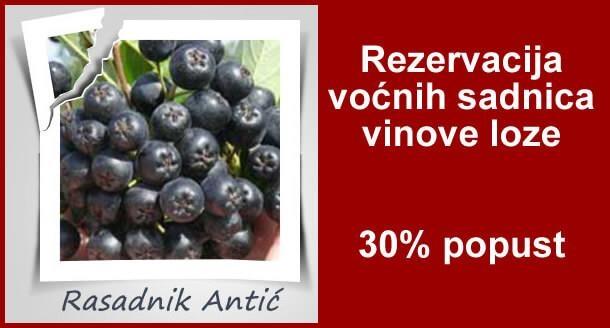 Sadnice-voća----Super-cena-30--popust