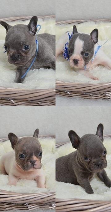Francuski-buldog-premium-quality