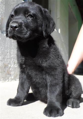 Labrador-retriver