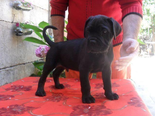 CANE-CORSO-VRHUNSKO-TOP-LEGLO