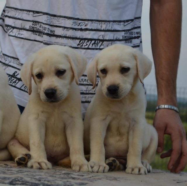 Labrador-retriver