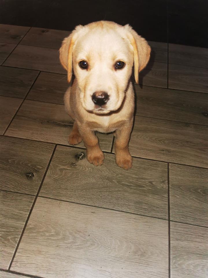 Stene-labrador-retrivera